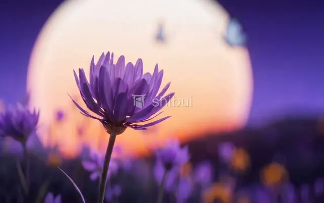 Uma flor roxa em primeiro plano com um pôr do sol alaranjado e roxo ao fundo.
