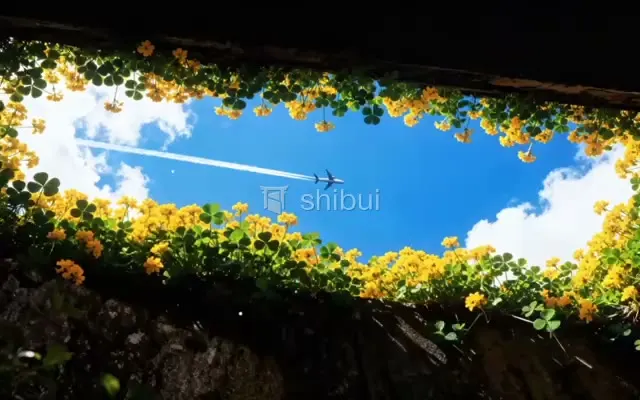 Um avião deixa um rastro no céu azul claro, emoldurado por flores amarelas e folhas verdes.