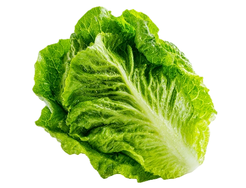 Crispy Lettuce