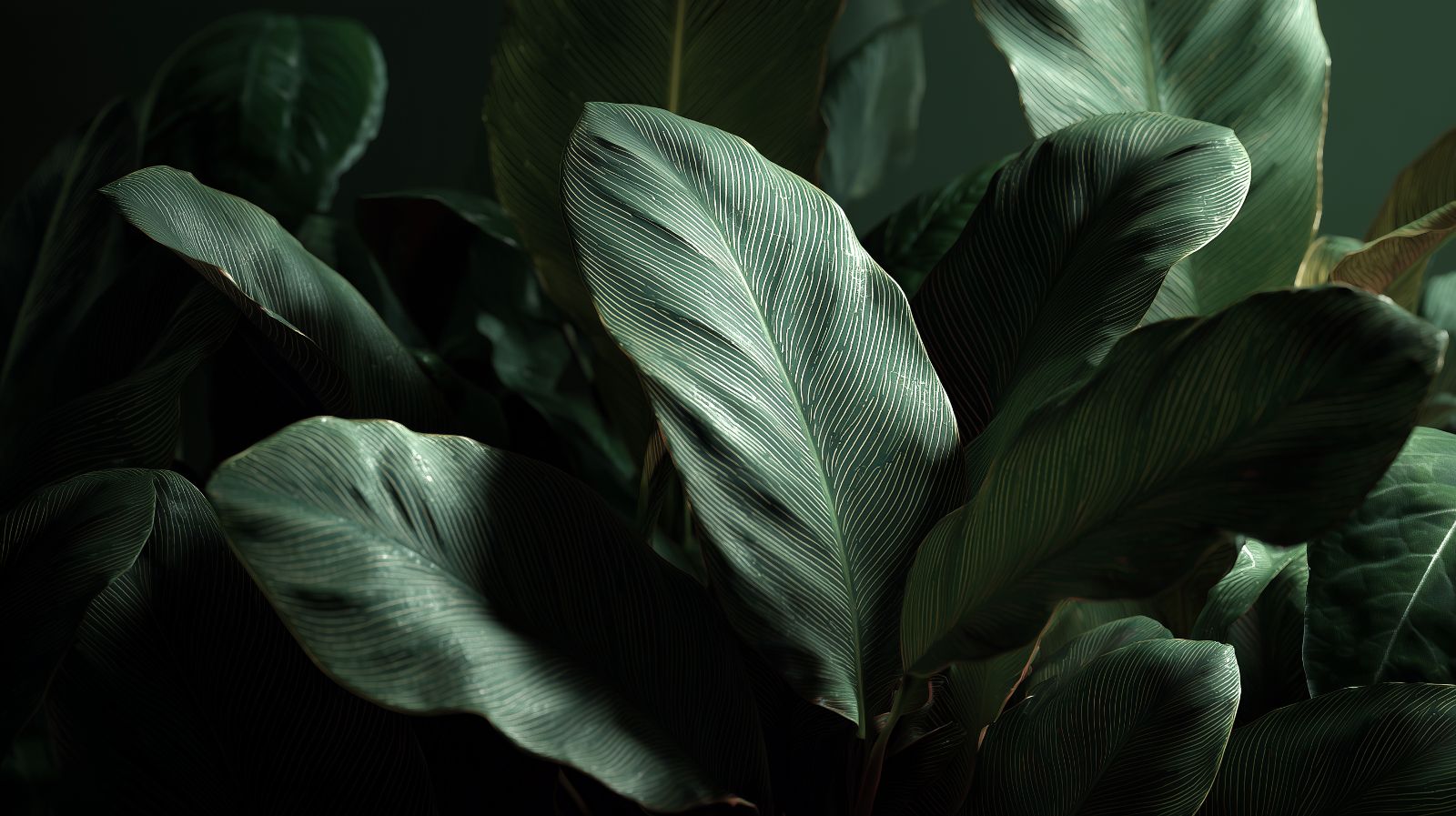 Fiddle Leaf Fig