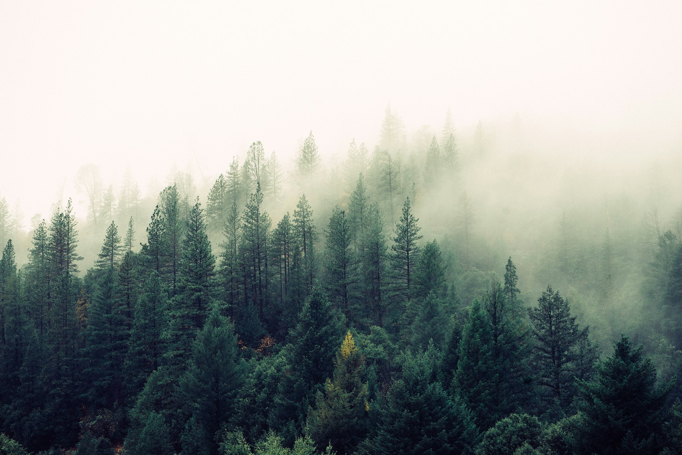 Pine dark forest