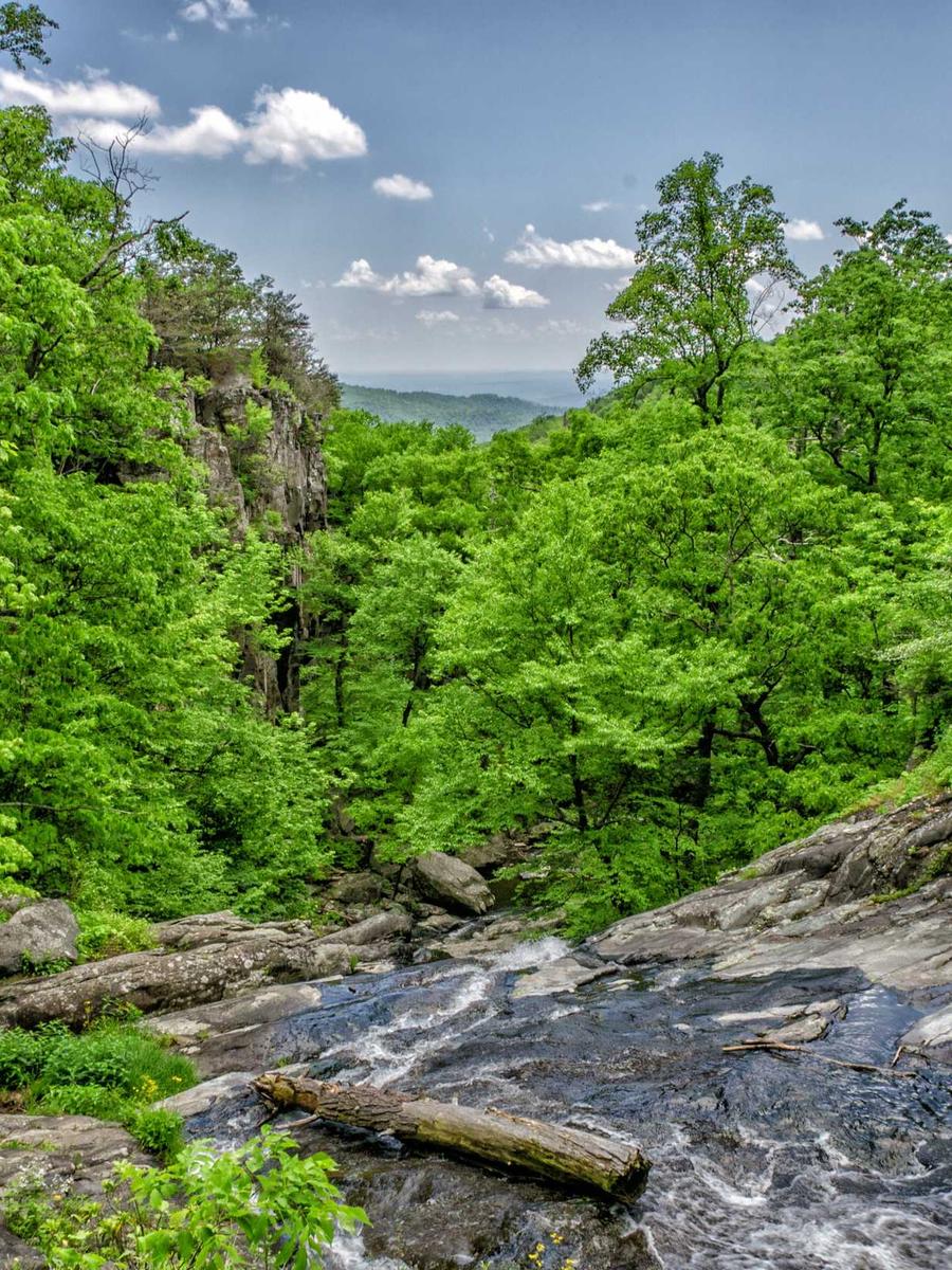 Forest interior