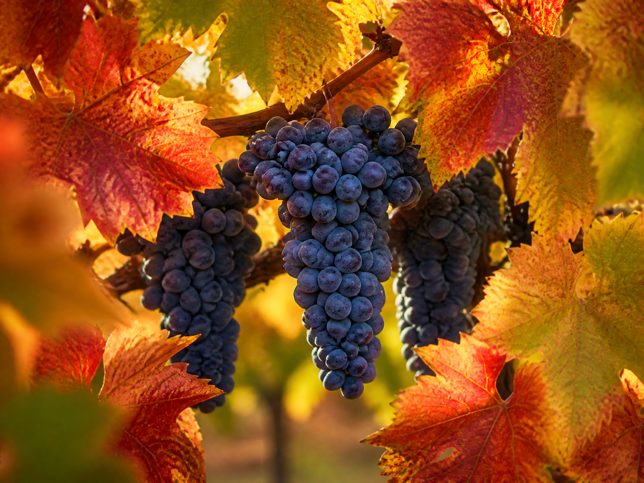 Grape clusters framed by autumn vine leaves