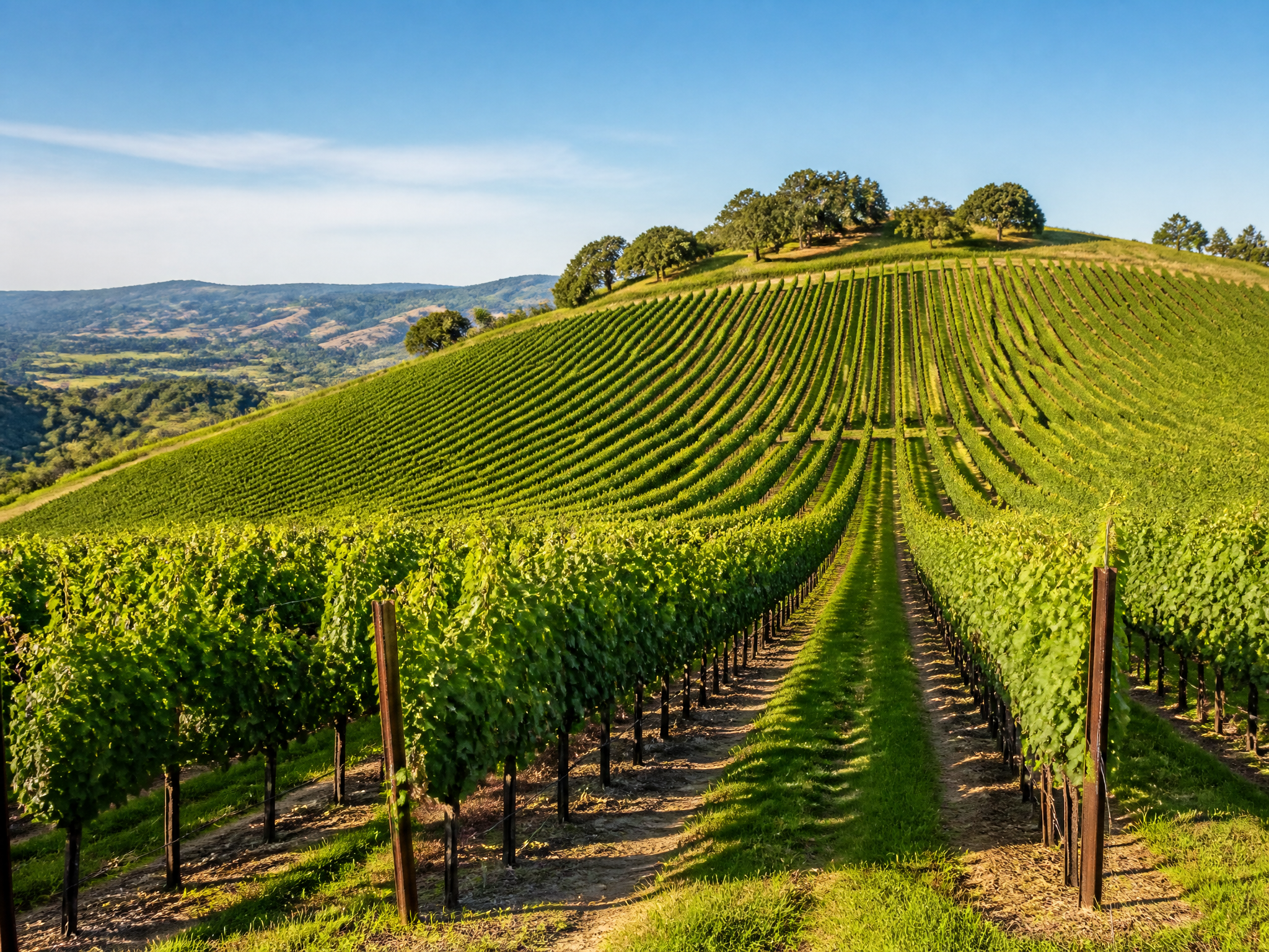 Long green vineyard rows leading over a hillside