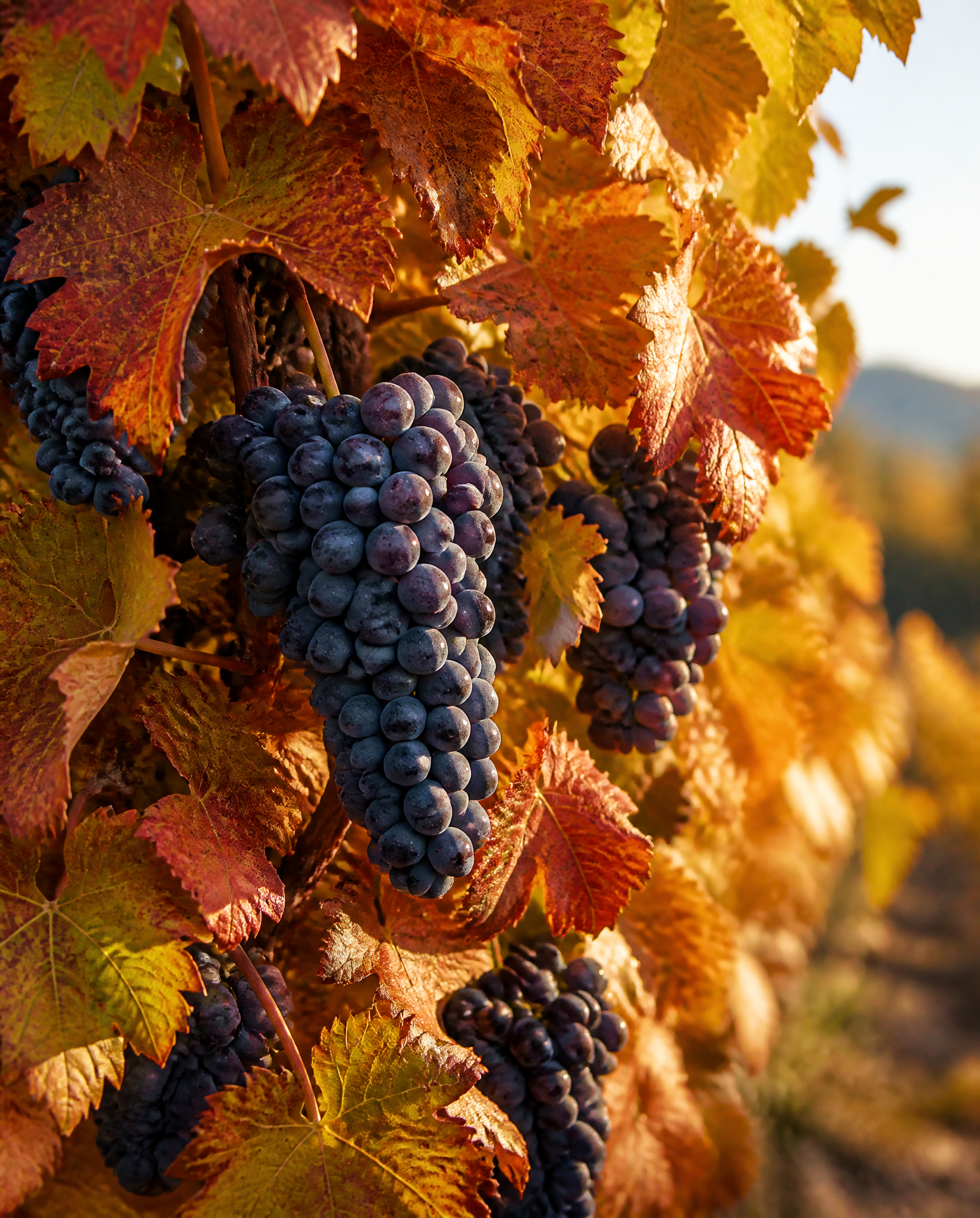 Grape clusters held among mature autumn leaves