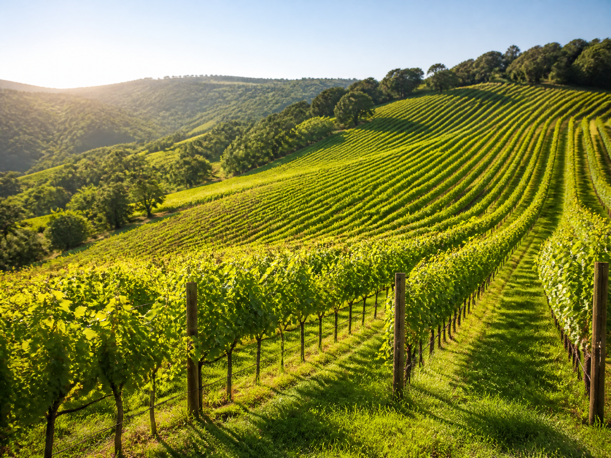 Sunlit rows of grapevines across a green slope
