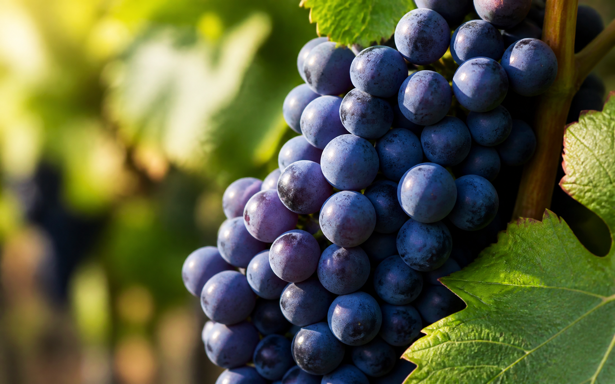 Close view of ripe wine grapes