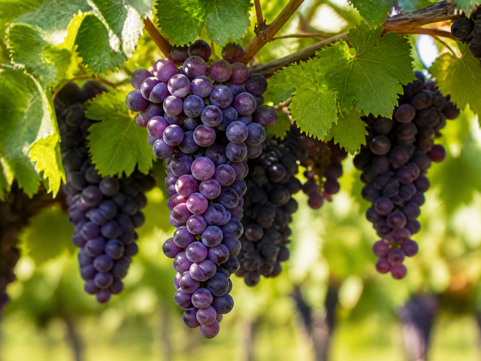 Ripe purple grapes hanging among vine leaves