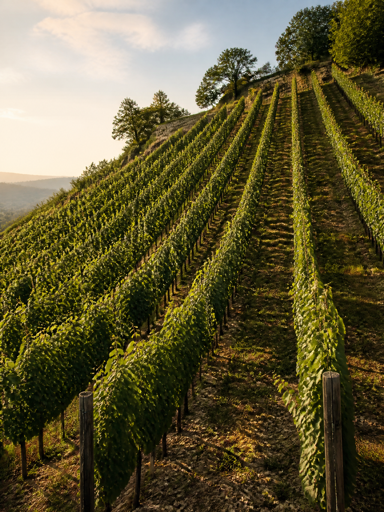 Established vineyard rows over a hillside