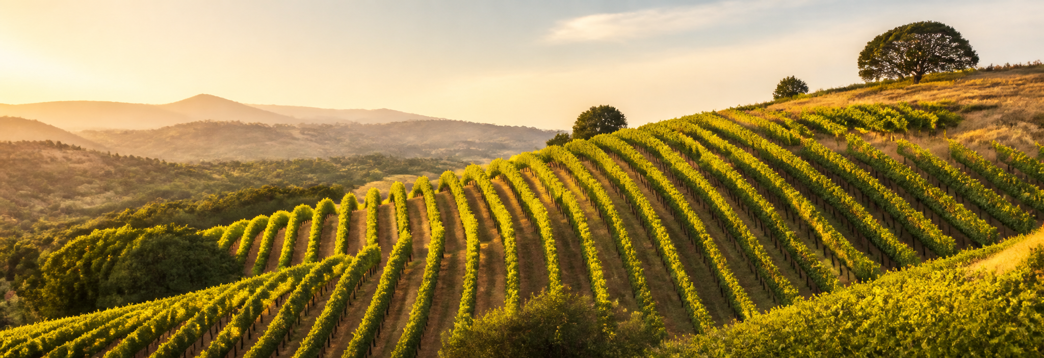 Vineyard rows crossing a warm hillside