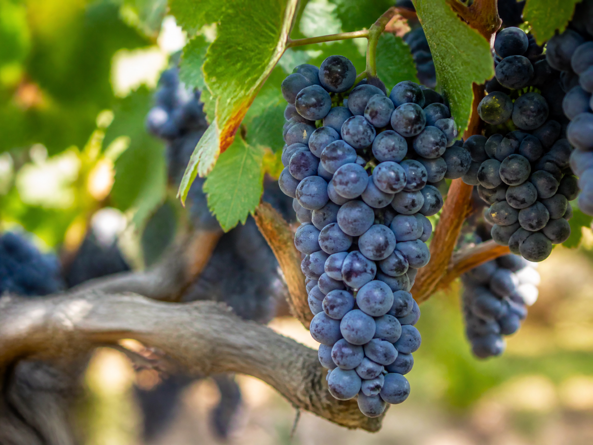 Natural close-up of grapes on the vine
