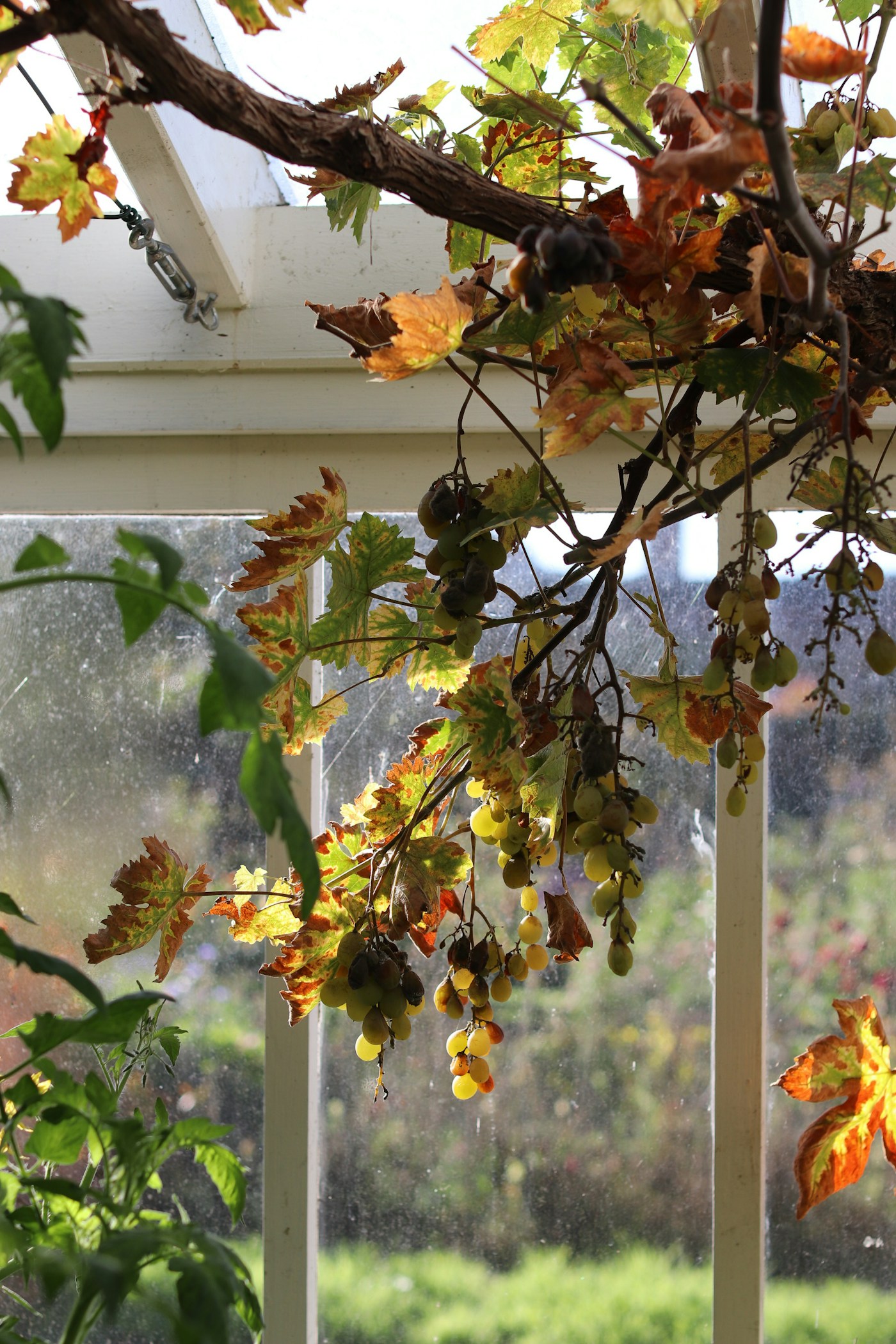 Grape clusters framed by natural autumn vine leaves