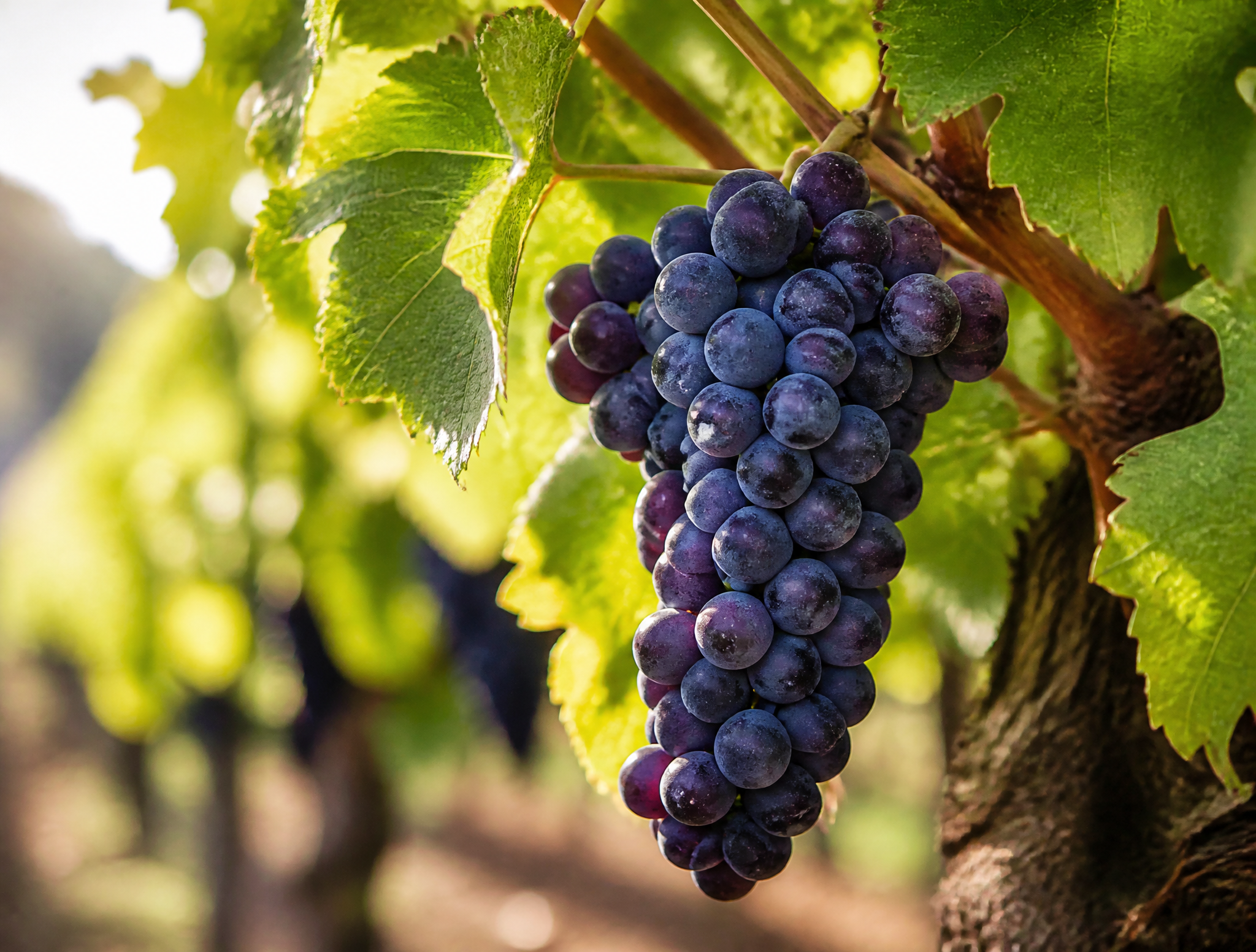 Ripe grapes hanging naturally on the vine