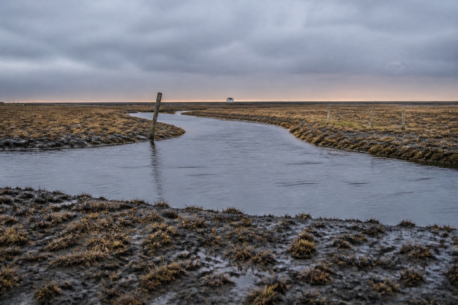 Salt Meadow, week 04